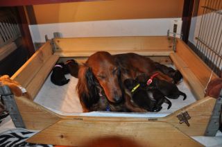 Jamniki d�ugow�ose